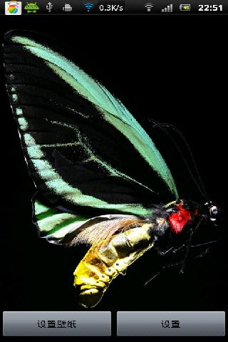 蝴蝶-昆虫截图3