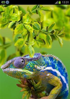 Chameleon Free Live Wallpaper截图1