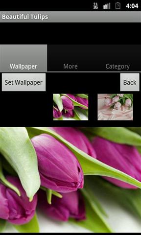 美丽的郁金香壁纸截图4