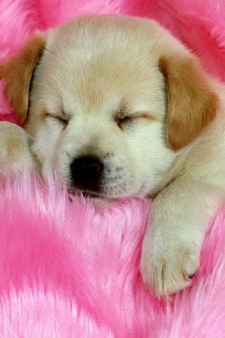 Sweet Dogs Wallpaper HD截图1