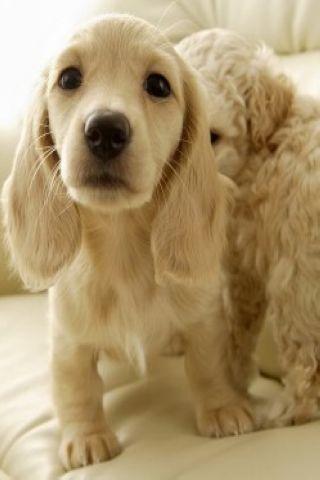 Sweet Dogs Wallpaper HD截图3