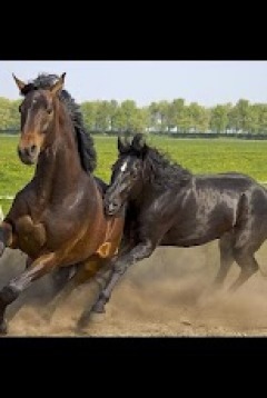 Animals : Horses 10.0截图1