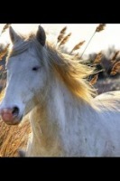 Animals : Horses 10.0截图2