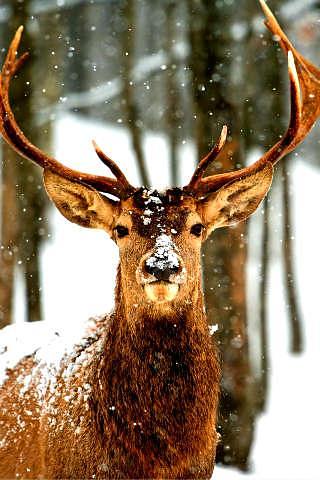 Deer Hunts截图3
