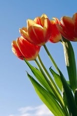 Beautiful Flower Wallpaper 1截图1