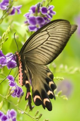 蝴蝶和自然的照片截图1