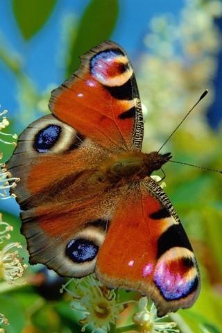 蝴蝶和自然的照片截图2