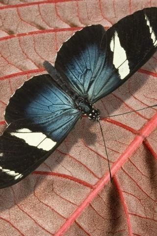 蝴蝶和自然的照片截图3