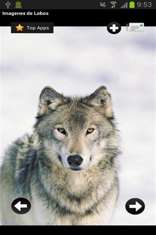 狼的图片集截图2