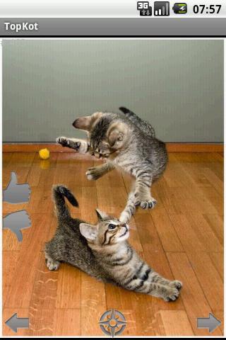 TopKot funny pictures of cats截图1