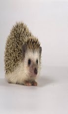 Virtual Hedgehog截图2