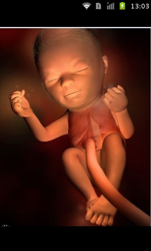 胎儿发育过程图解截图3