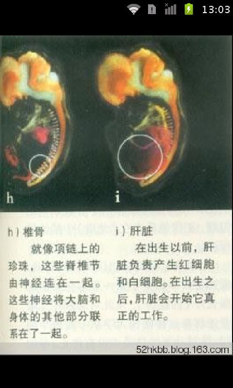 胎儿发育过程图解截图4