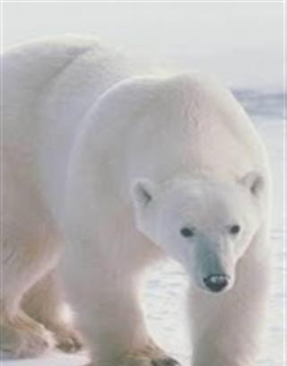 Bear Live Wallpaper截图1