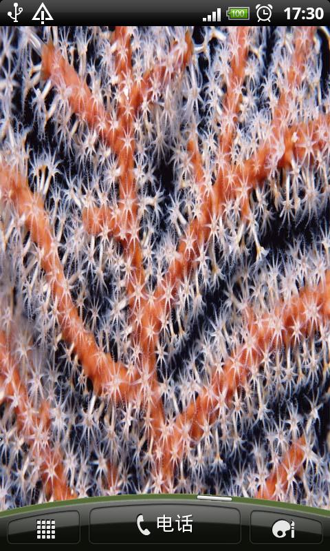 海底海藻壁纸截图3