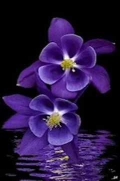 紫色花的壁纸相似应用下载 豌豆荚