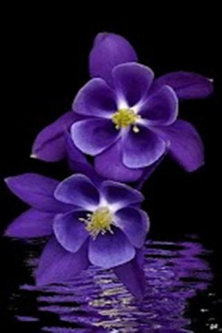 紫色花的壁纸下载|紫色花的壁纸手机版_最新紫