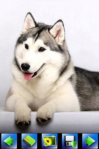 Husky Dog wallpaper截图1