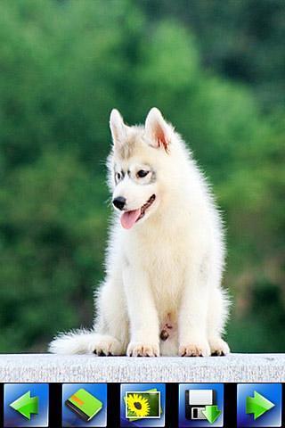 Husky Dog wallpaper截图4