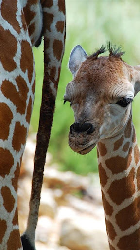 Baby Giraffe Wallpapers截图1