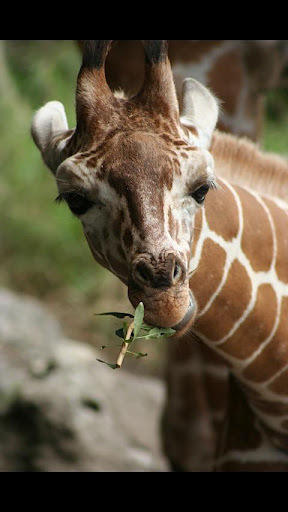 Baby Giraffe Wallpapers截图2