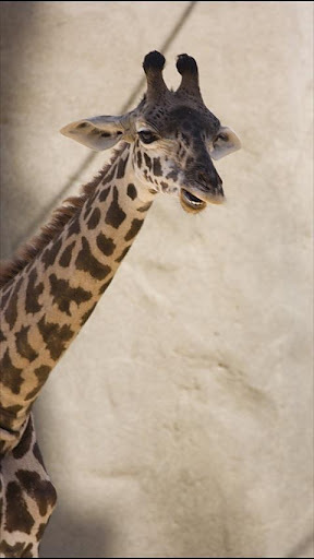 Baby Giraffe Wallpapers截图4