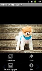 Boo the cutest Dog HD Photos截图2