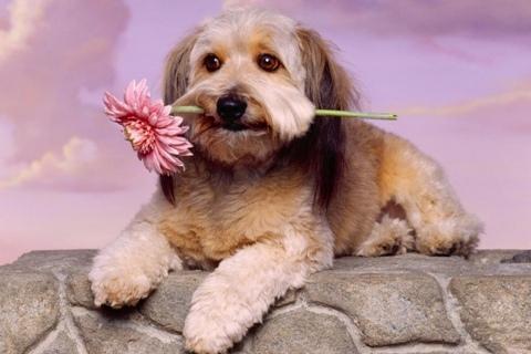 Cute Dog Wallpapers HD截图2