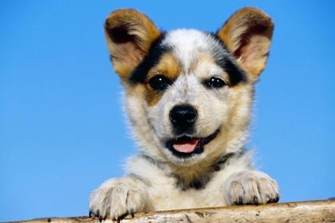 Cute Dog Wallpapers HD截图5