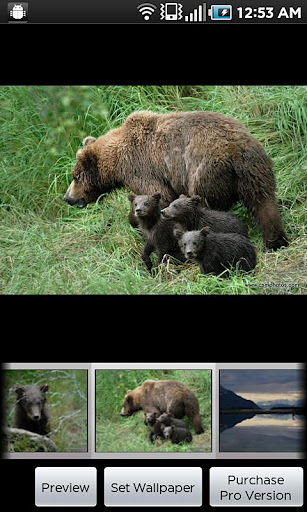 Katmai Bears截图1