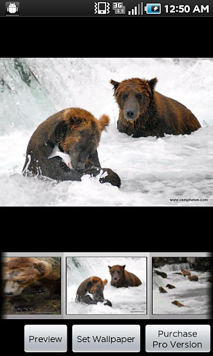 Katmai Bears截图3