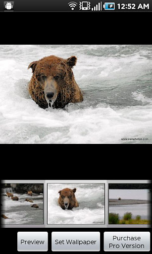 Katmai Bears截图6