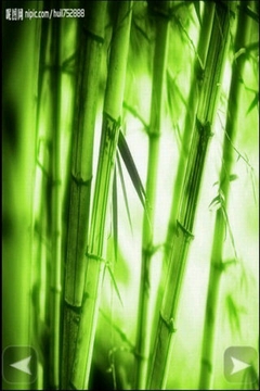 美丽的竹子截图
