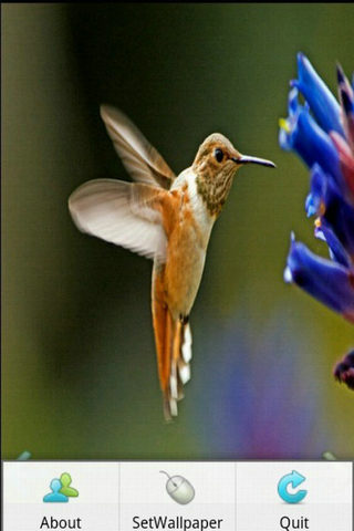 美丽蜂鸟截图1