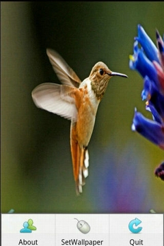 美丽蜂鸟截图