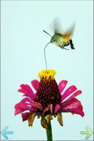 美丽蜂鸟截图2
