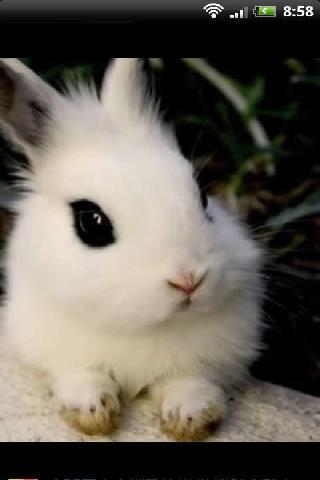 宠物兔兔萌照影集截图4