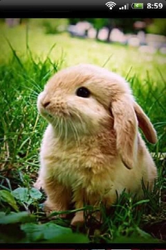 宠物兔兔萌照影集截图