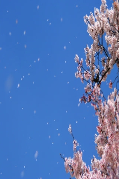 樱花盛开的季节截图