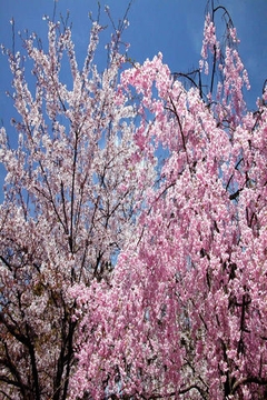 樱花盛开的季节截图