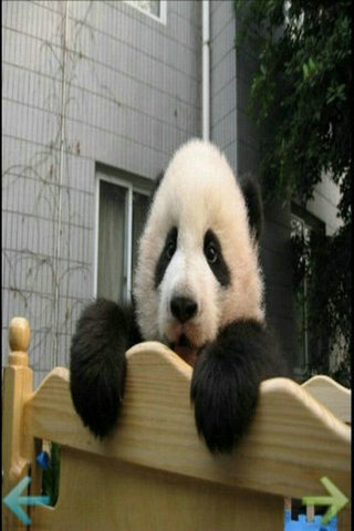 可爱小熊猫截图1