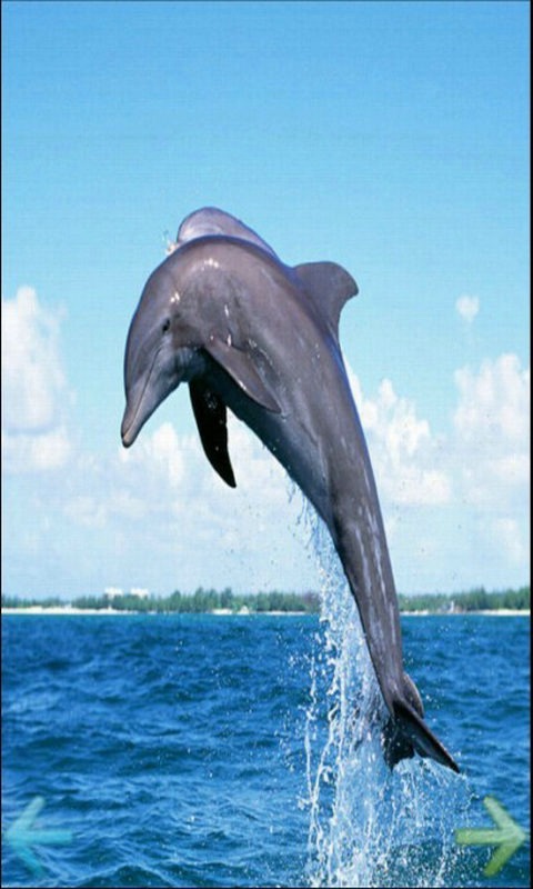 深海蓝鲸截图2