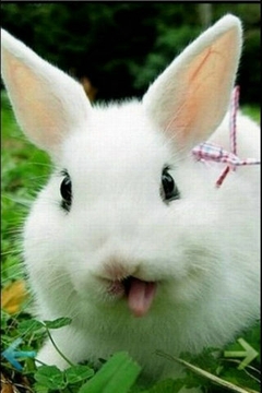 可爱兔子截图