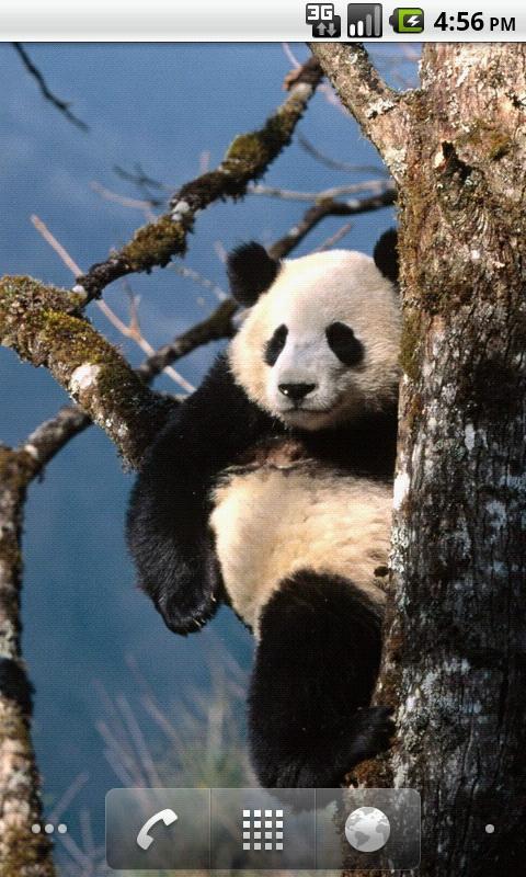 可爱熊猫动态壁纸截图1