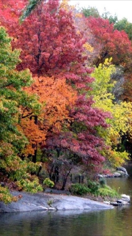 Beautiful Autumn Wallpapers截图2