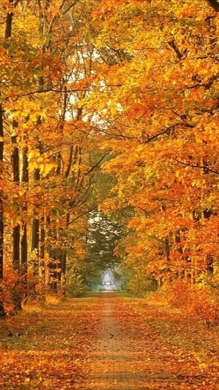 Beautiful Autumn Wallpapers截图5