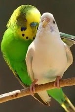 Nice Birds Wallpaper HD截图1