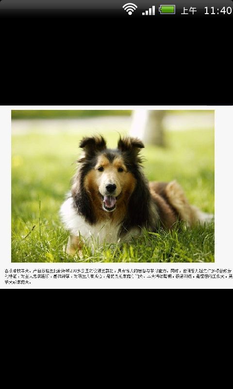 世界名犬百科知识大全截图4