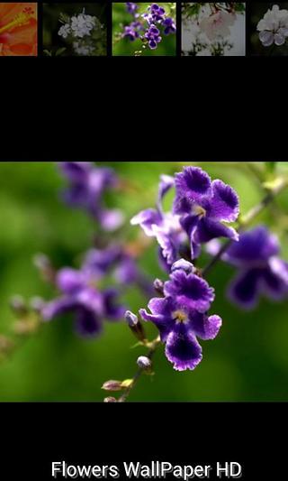 Flower Wallpaper HD截图1