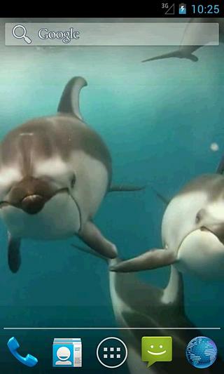 Dolphins Video Live Wallpaper截图1